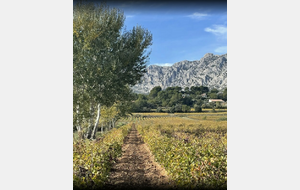 Puyloubier : Sentier des Vignerons   Michel Rondet