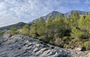 Sainte Victoire - au pied du "Caillou"