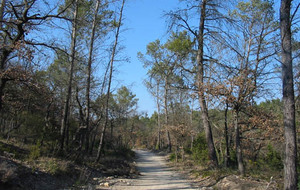 Forêt de Gréasque    Dany